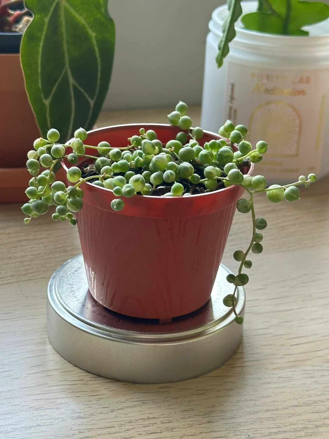 Variegated String of Pearls Plant (Senecio Marble) 3” - photo 2