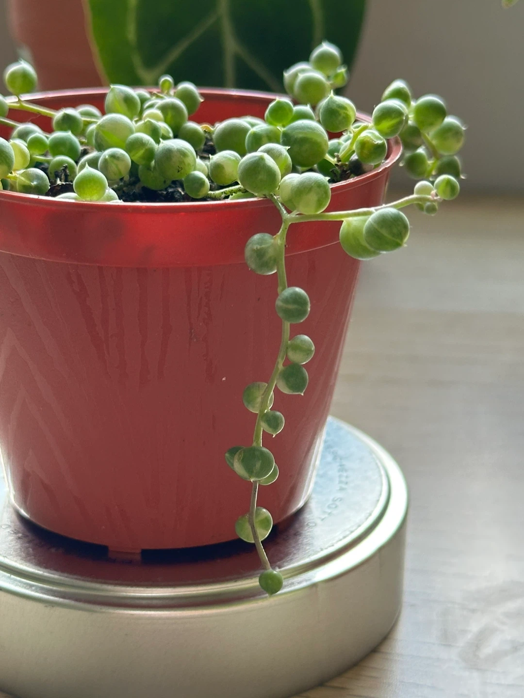 Variegated String of Pearls Plant (Senecio Marble) 3” - photo 3
