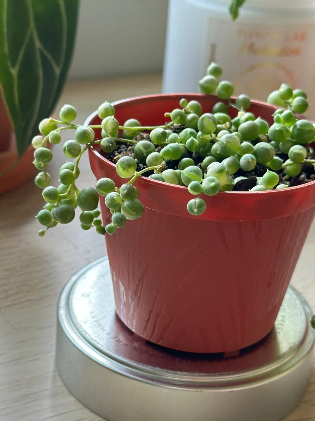 Variegated String of Pearls Plant (Senecio Marble) 3” - photo 4