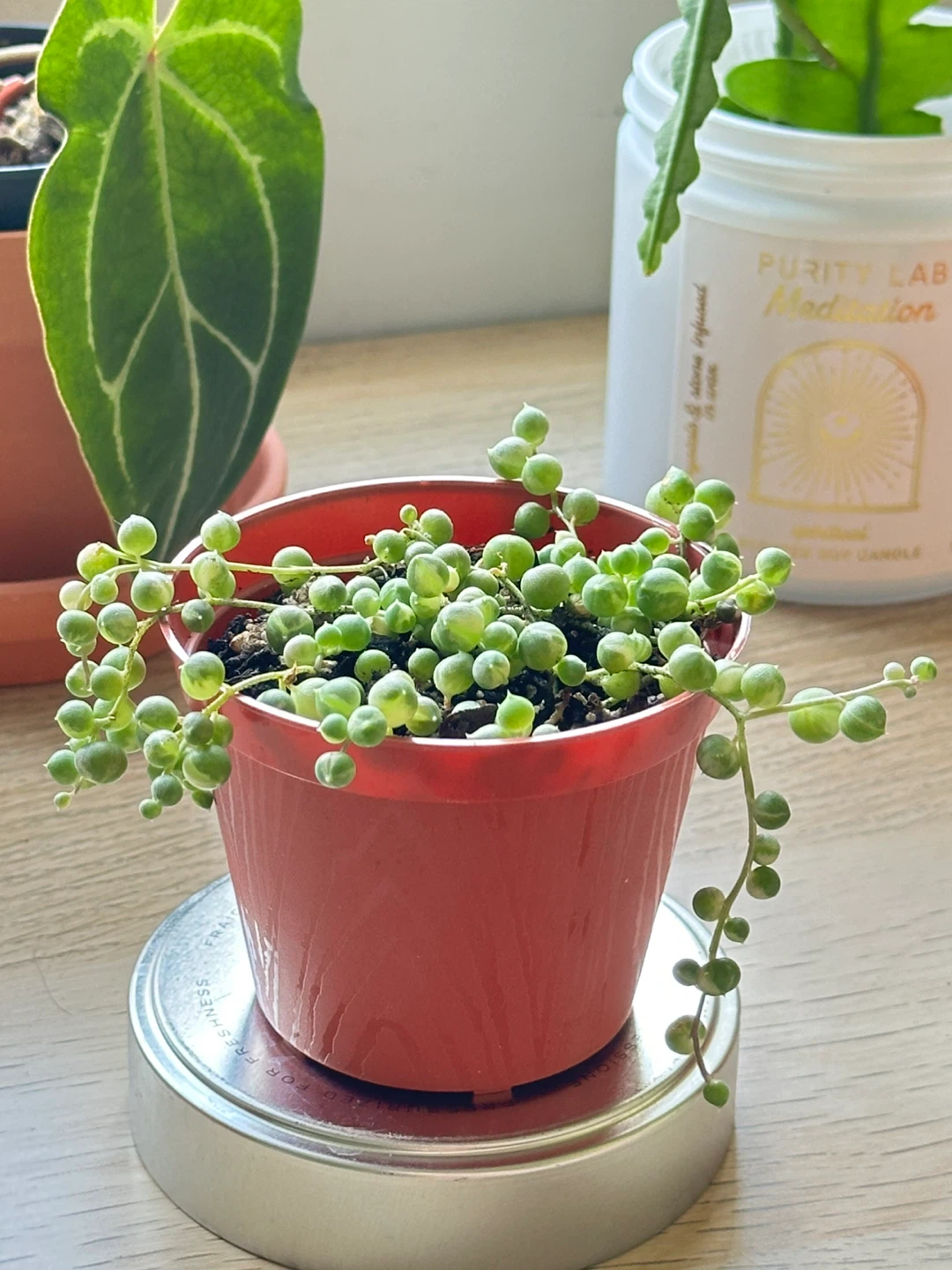 Variegated String of Pearls Plant (Senecio Marble) 3”