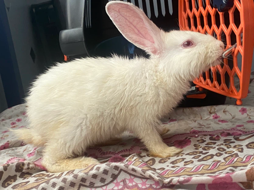 White Rabbit