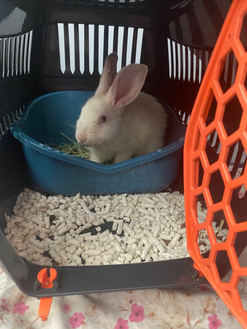 White Rabbit - photo 2