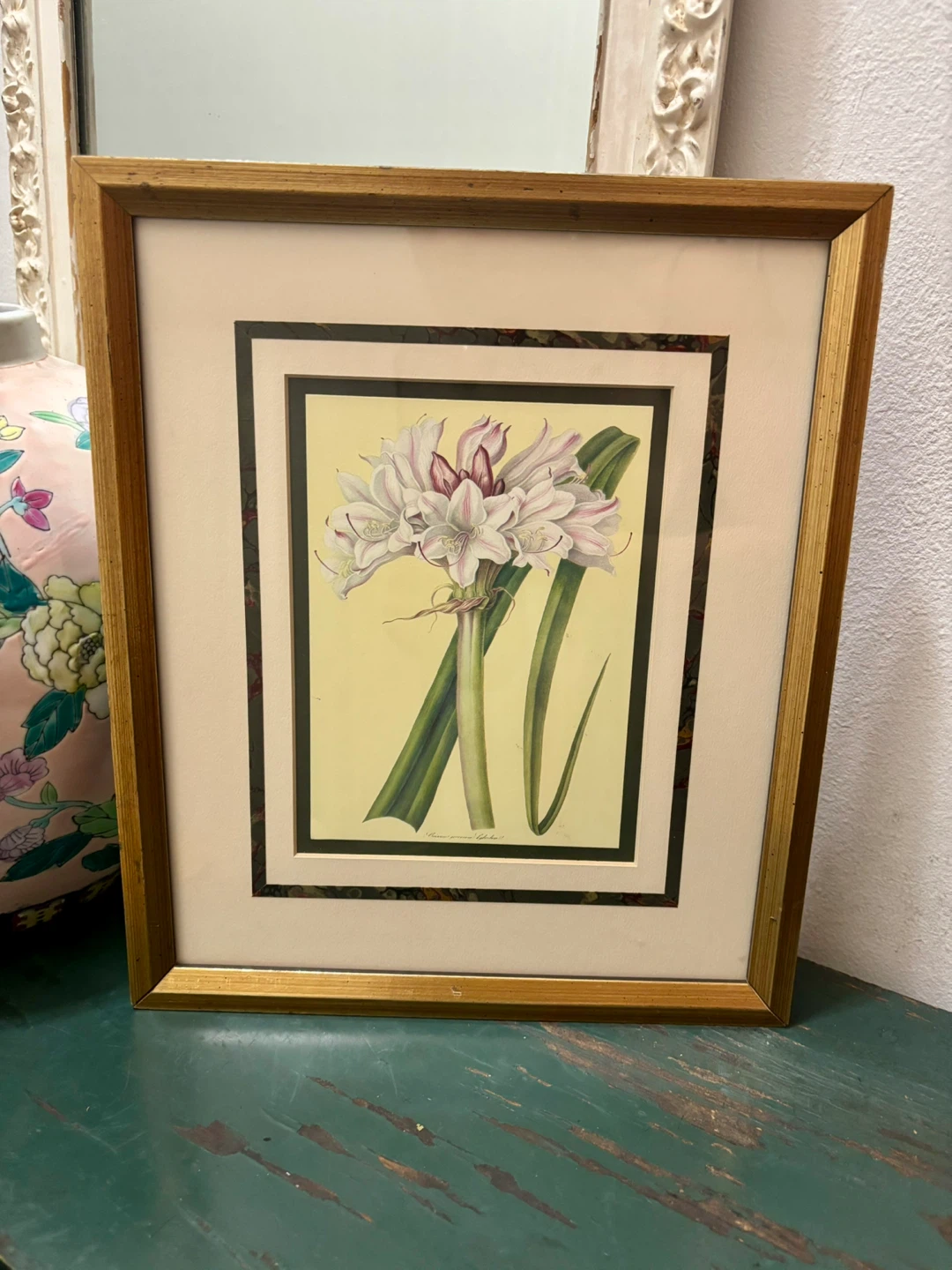 The Metropolitan Museum of Art 1824 Crinum Lily