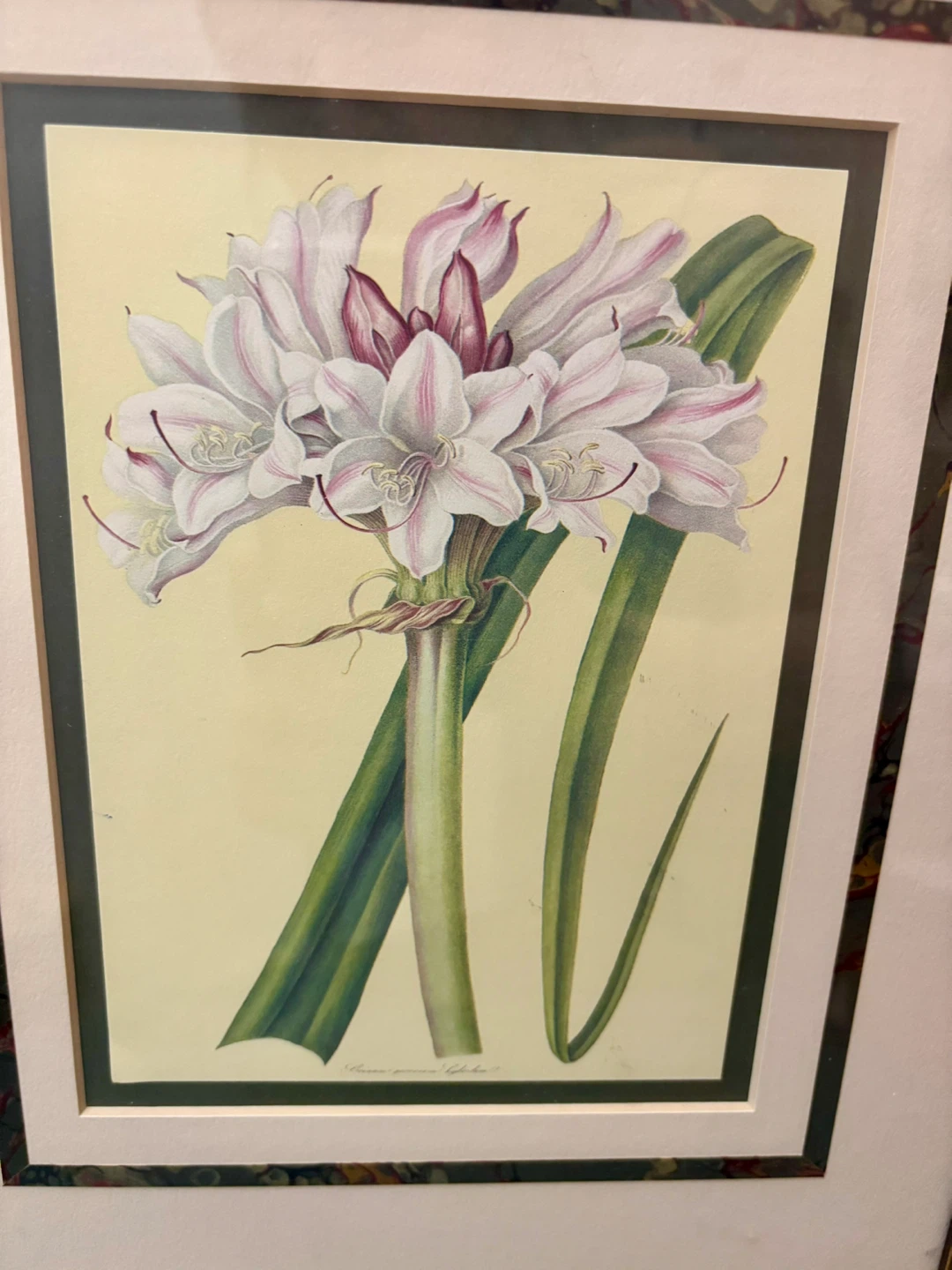 The Metropolitan Museum of Art 1824 Crinum Lily - photo 3