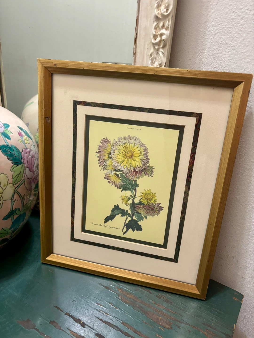 The Metropolitan Museum 1824 Changeable Pale Buff Chrysanthemum