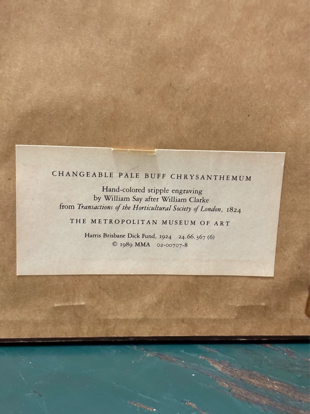 The Metropolitan Museum 1824 Changeable Pale Buff Chrysanthemum - photo 4