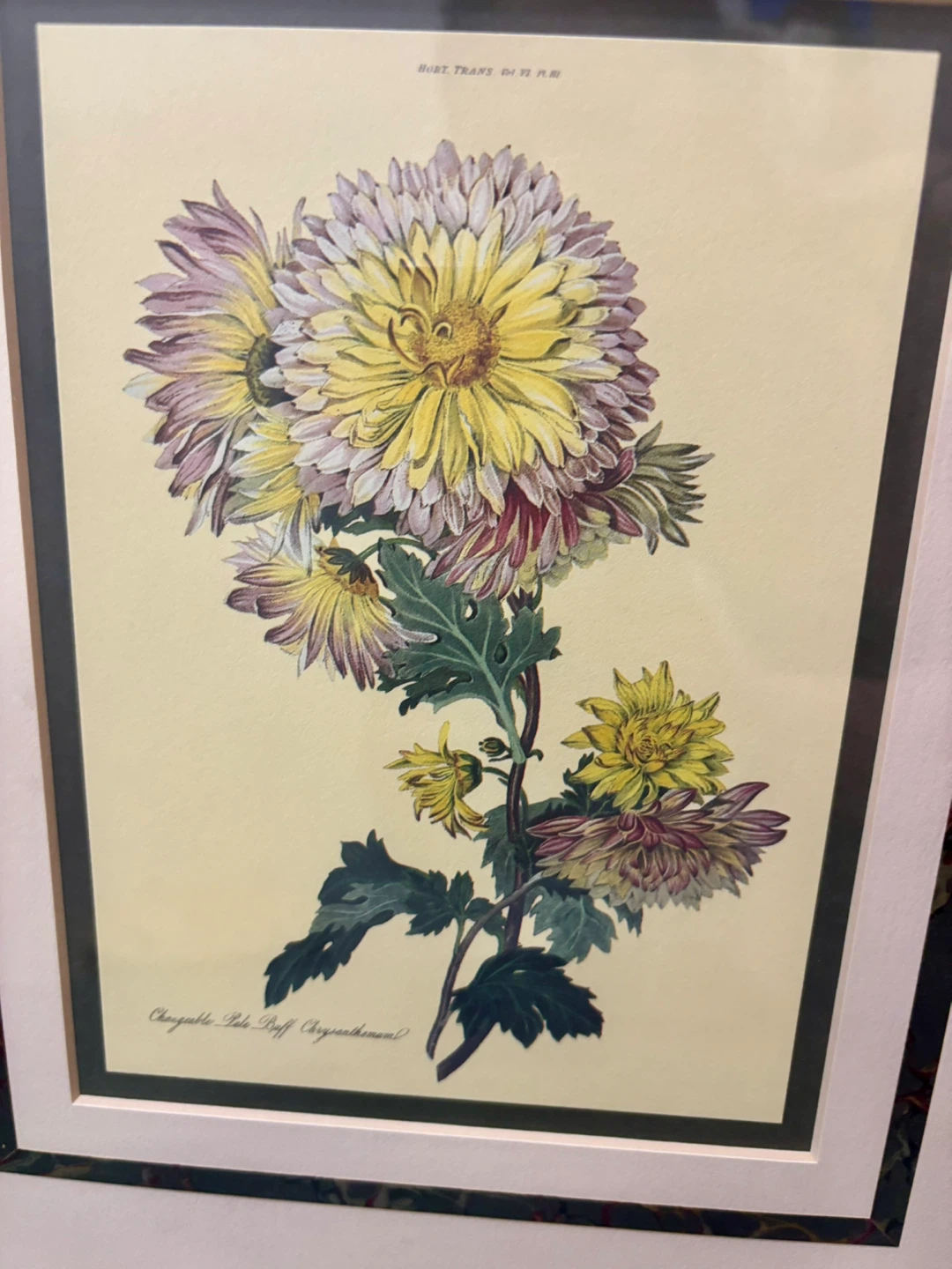 The Metropolitan Museum 1824 Changeable Pale Buff Chrysanthemum - photo 5