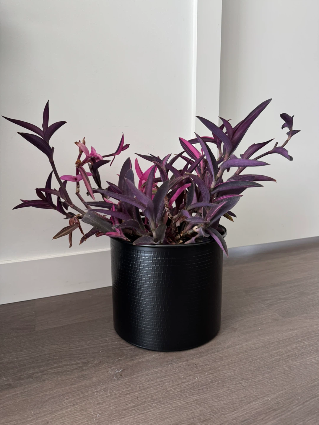 Purple Heart Plant in Black Pot