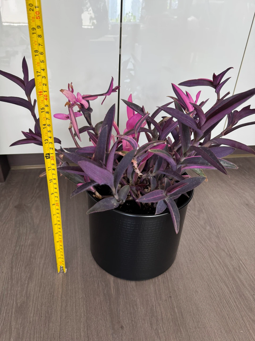Purple Heart Plant in Black Pot - photo 2