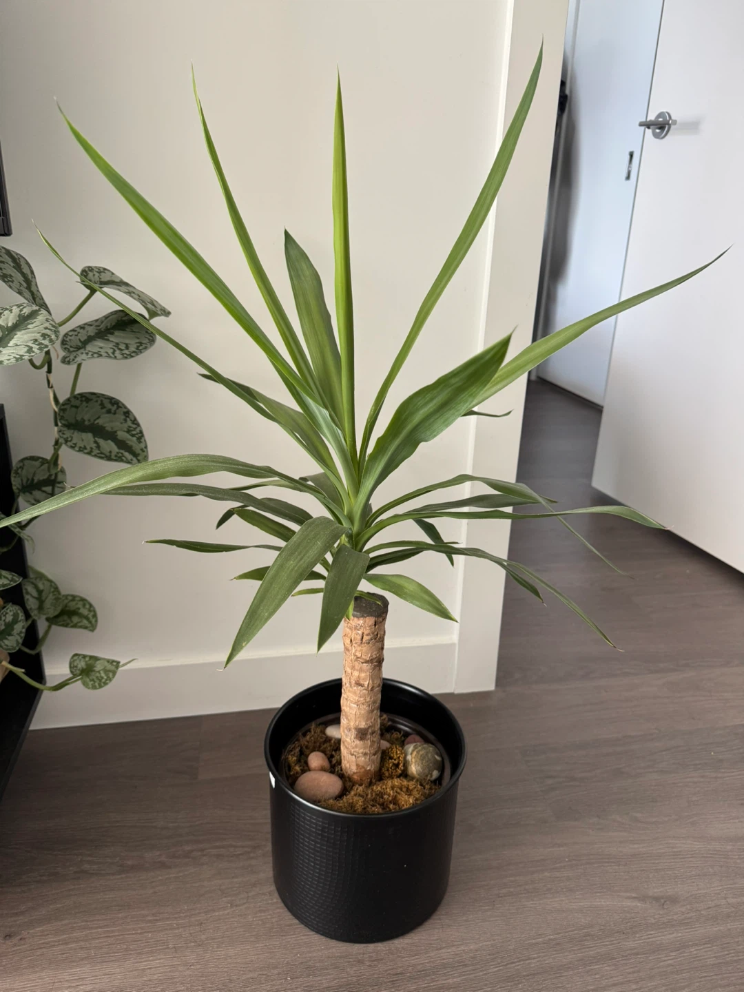 Yucca Cane Plant in Black Pot