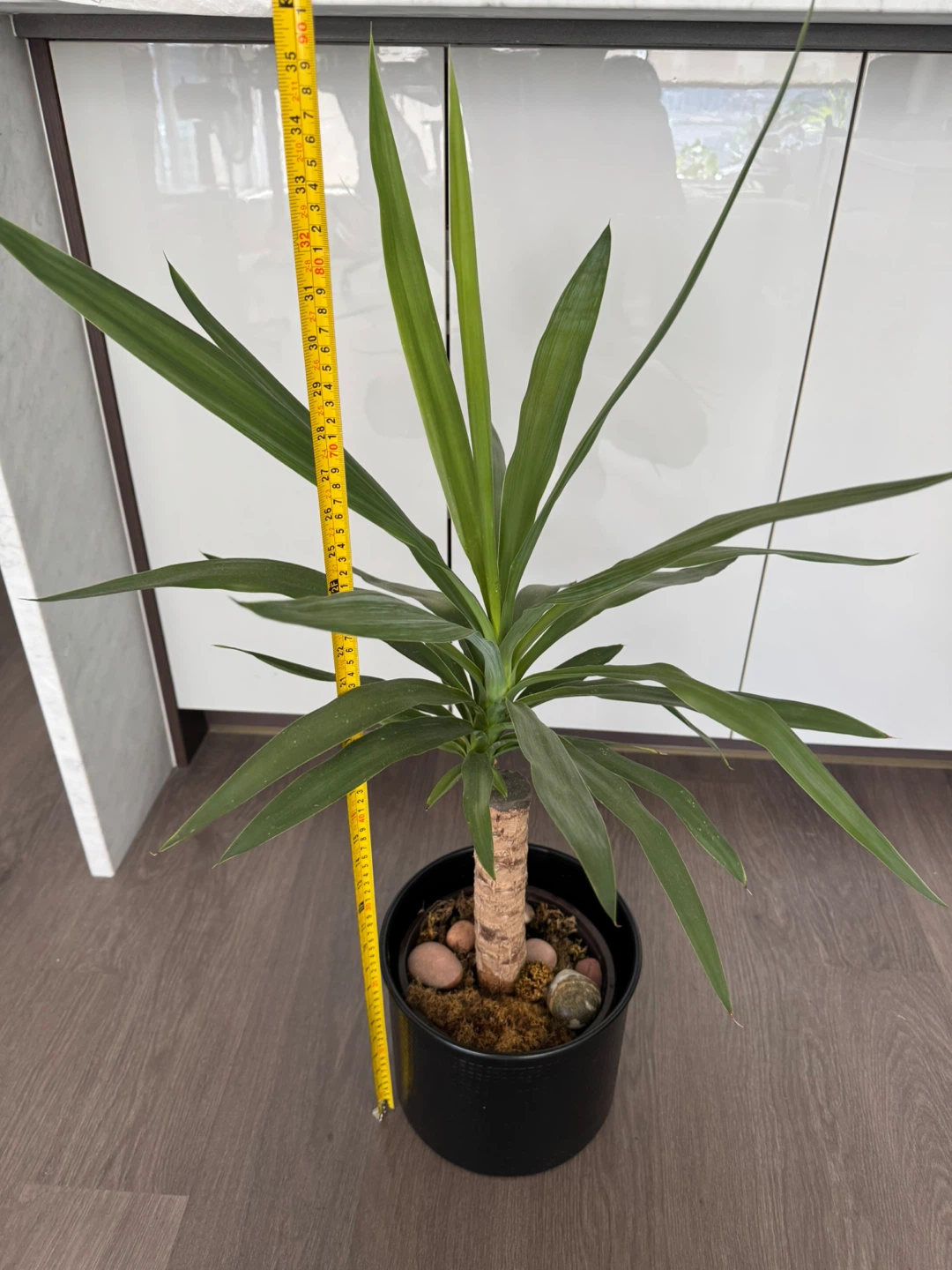 Yucca Cane Plant in Black Pot - photo 2