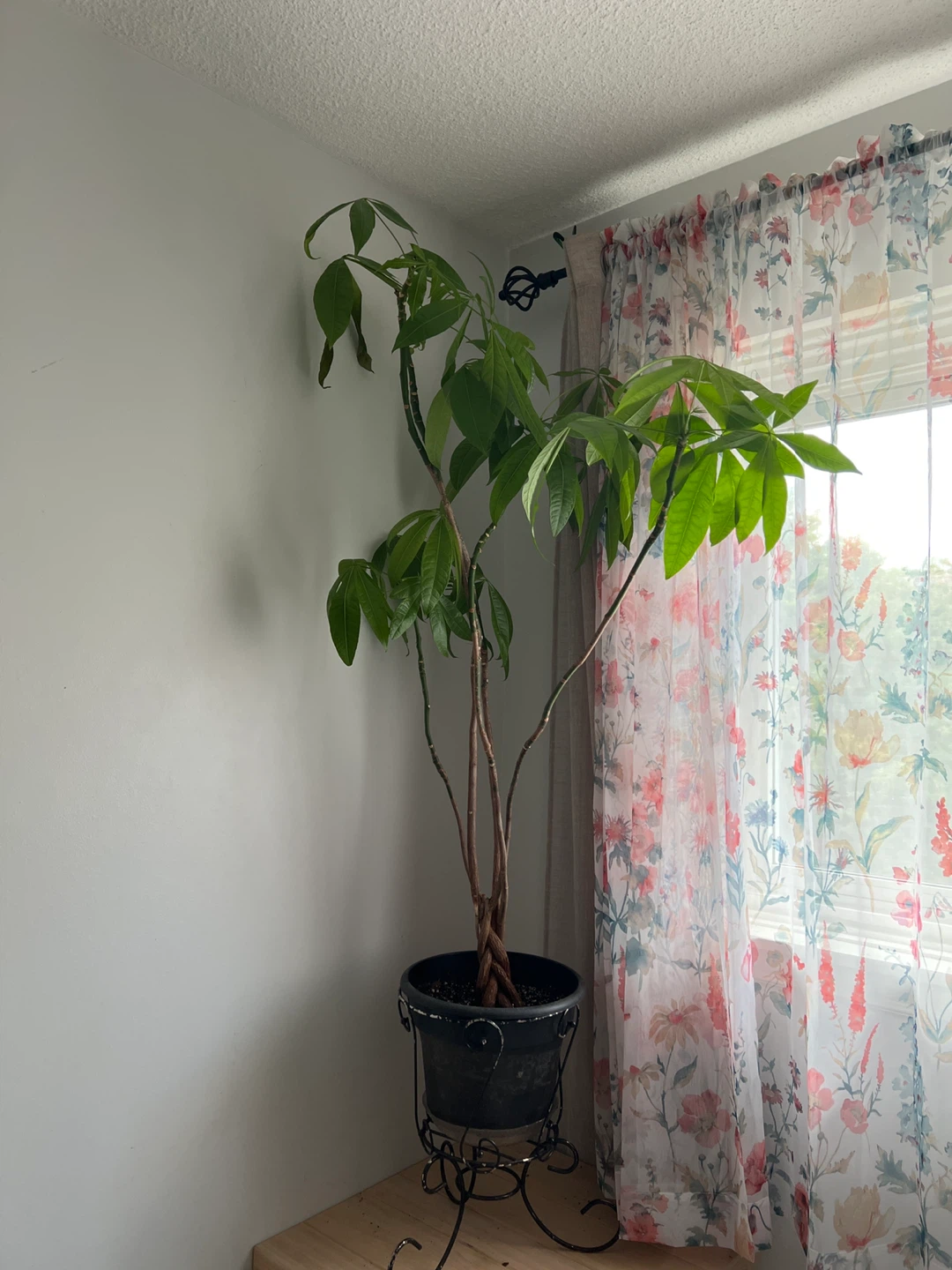 Money Tree Plant