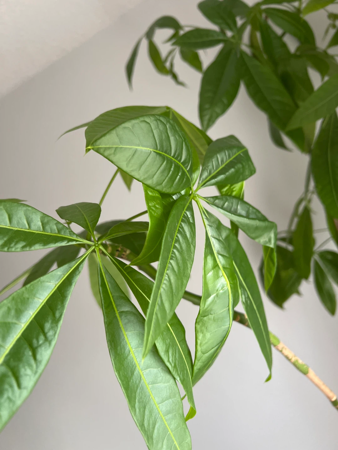 Money Tree Plant - photo 2