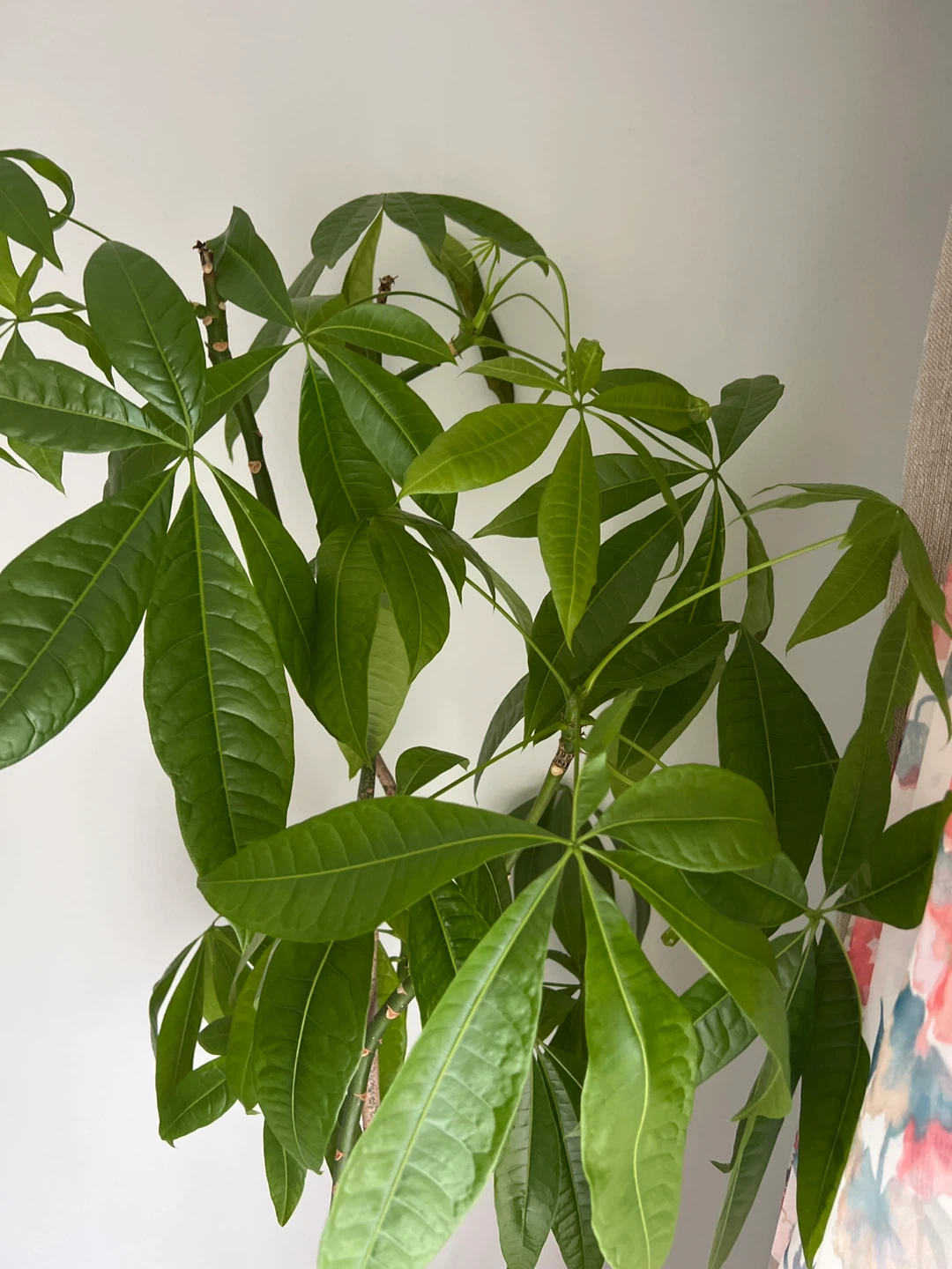 Money Tree Plant - photo 3