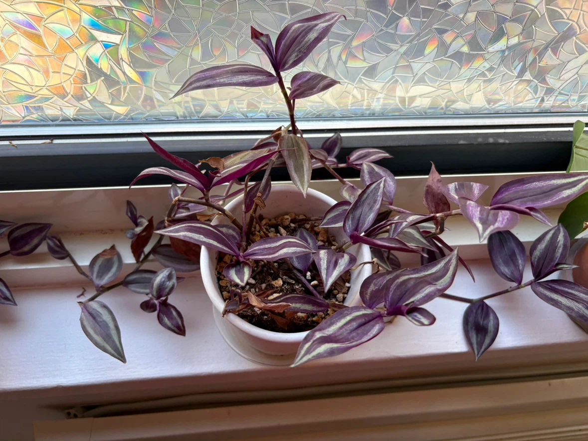 Purple Wandering dude Plant in White Pot