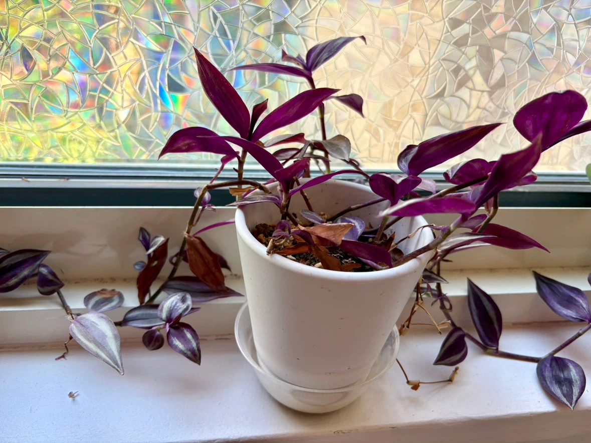 Purple Wandering dude Plant in White Pot - photo 2