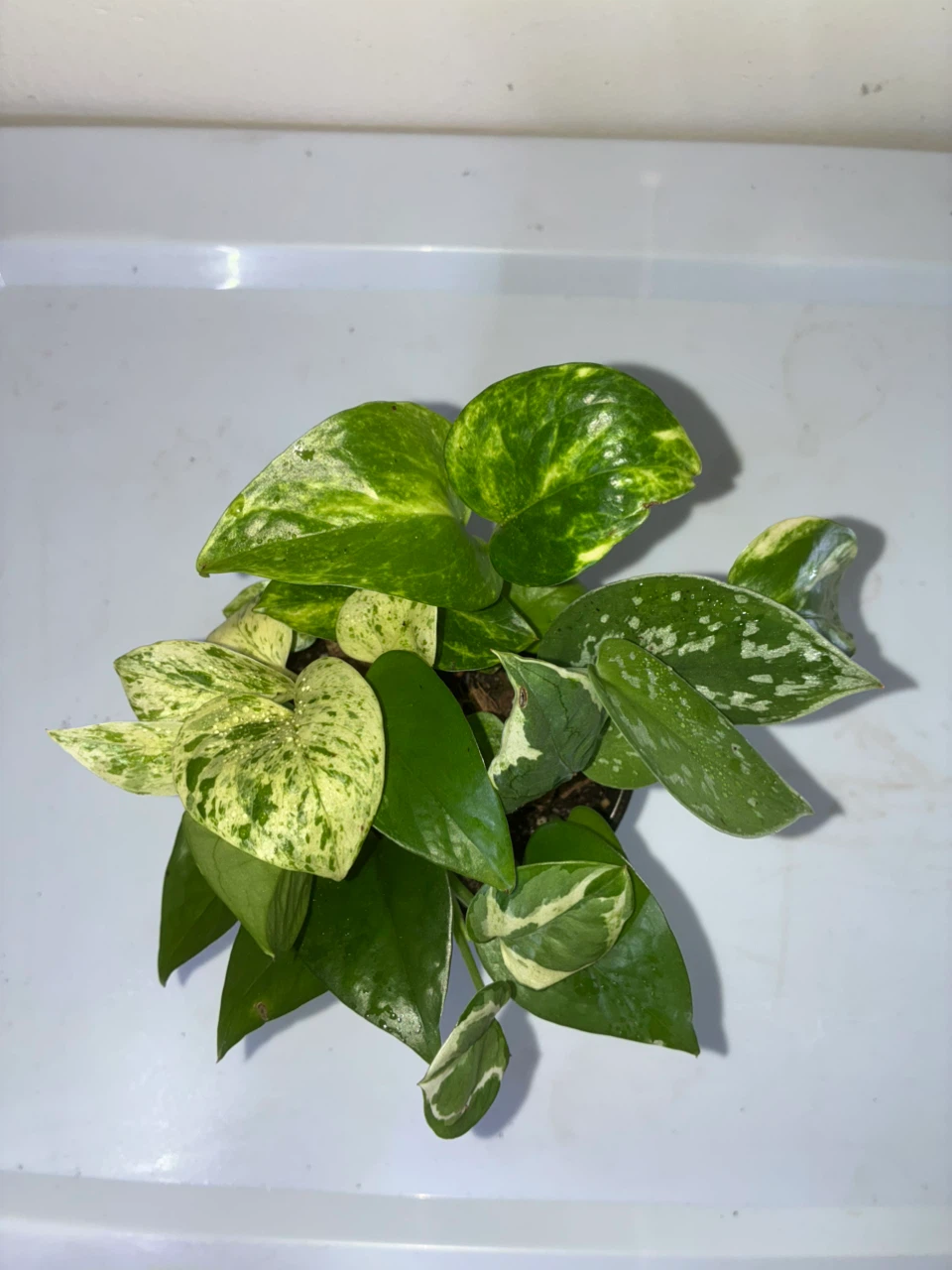 Pothos Variety Collection