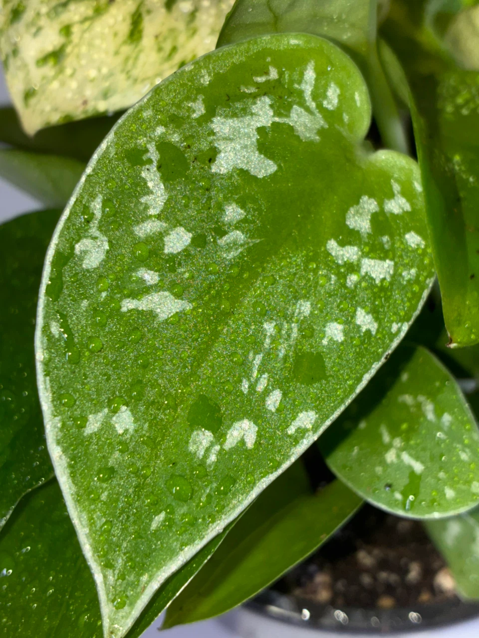 Pothos Variety Collection - photo 2
