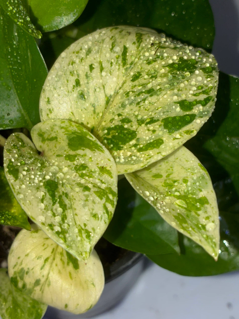 Pothos Variety Collection - photo 3