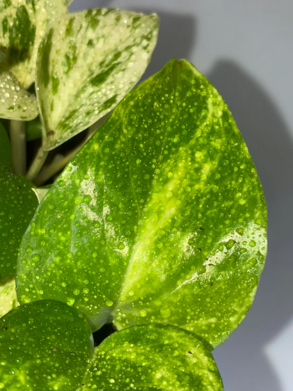 Pothos Variety Collection - photo 4