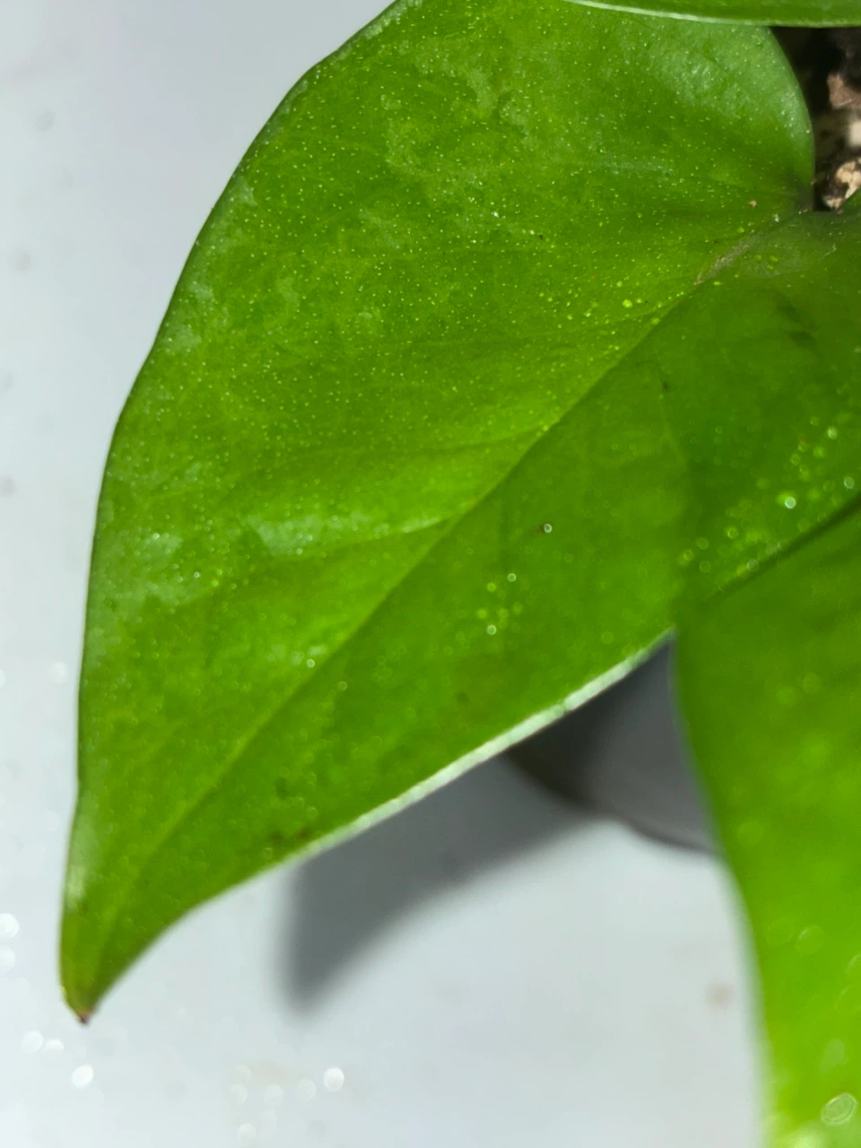Pothos Variety Collection - photo 5