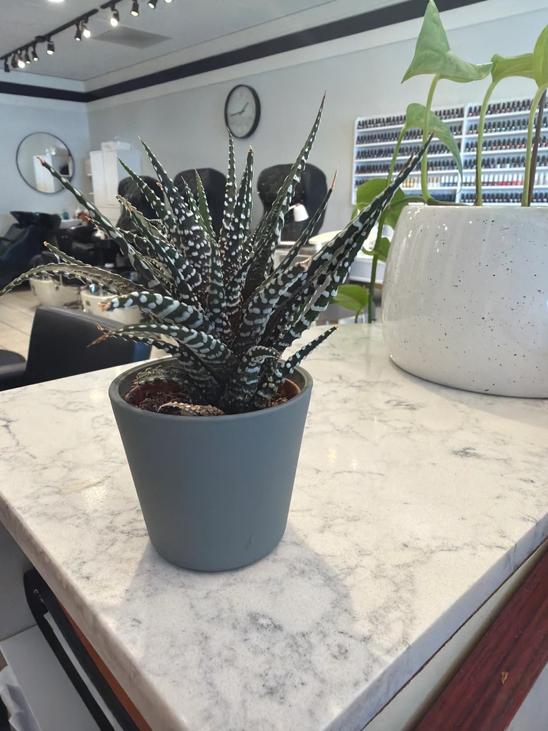 Haworthia Zebra Plant in Grey Pot