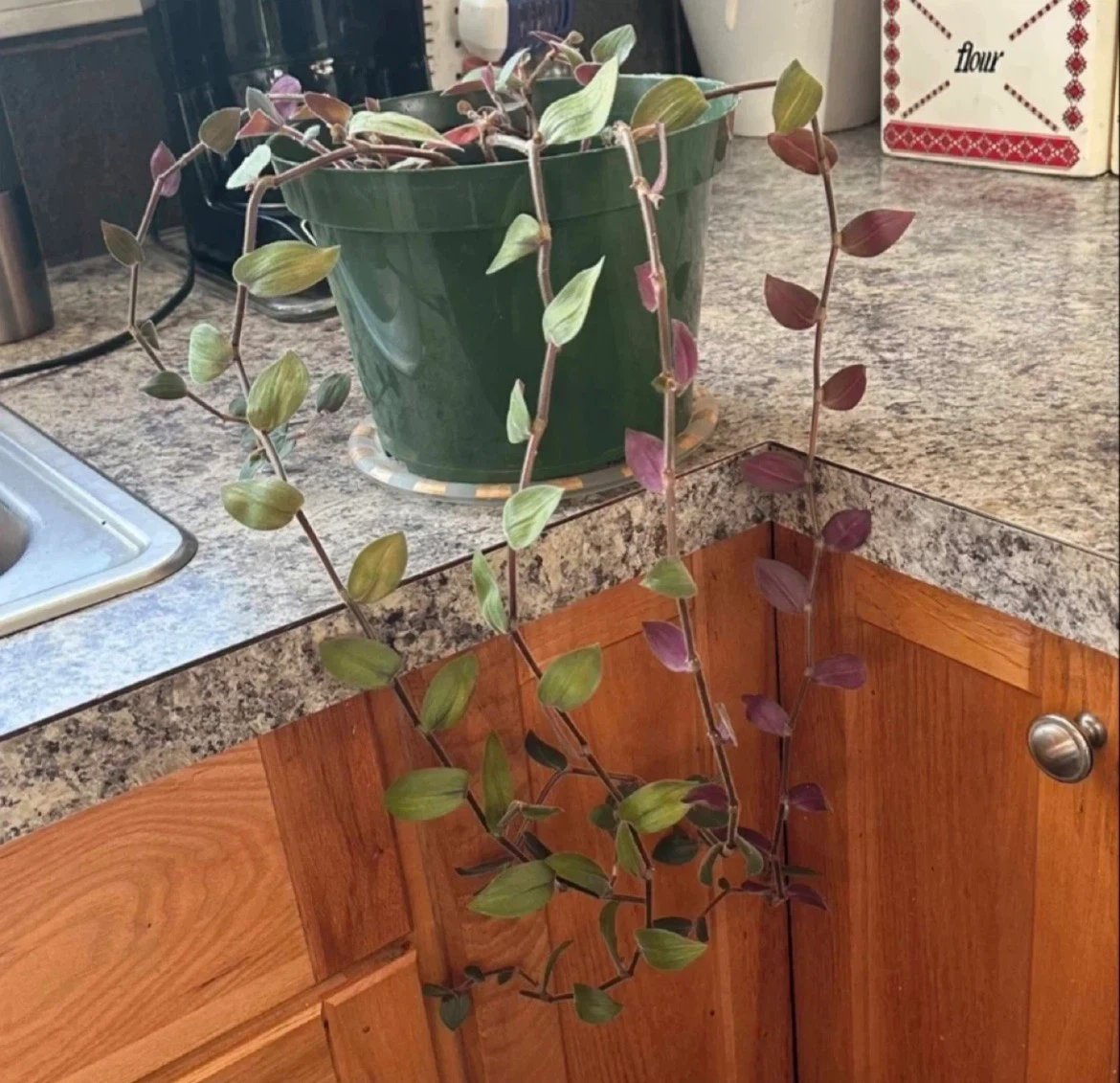 Tradescantia Zebrina Plant
