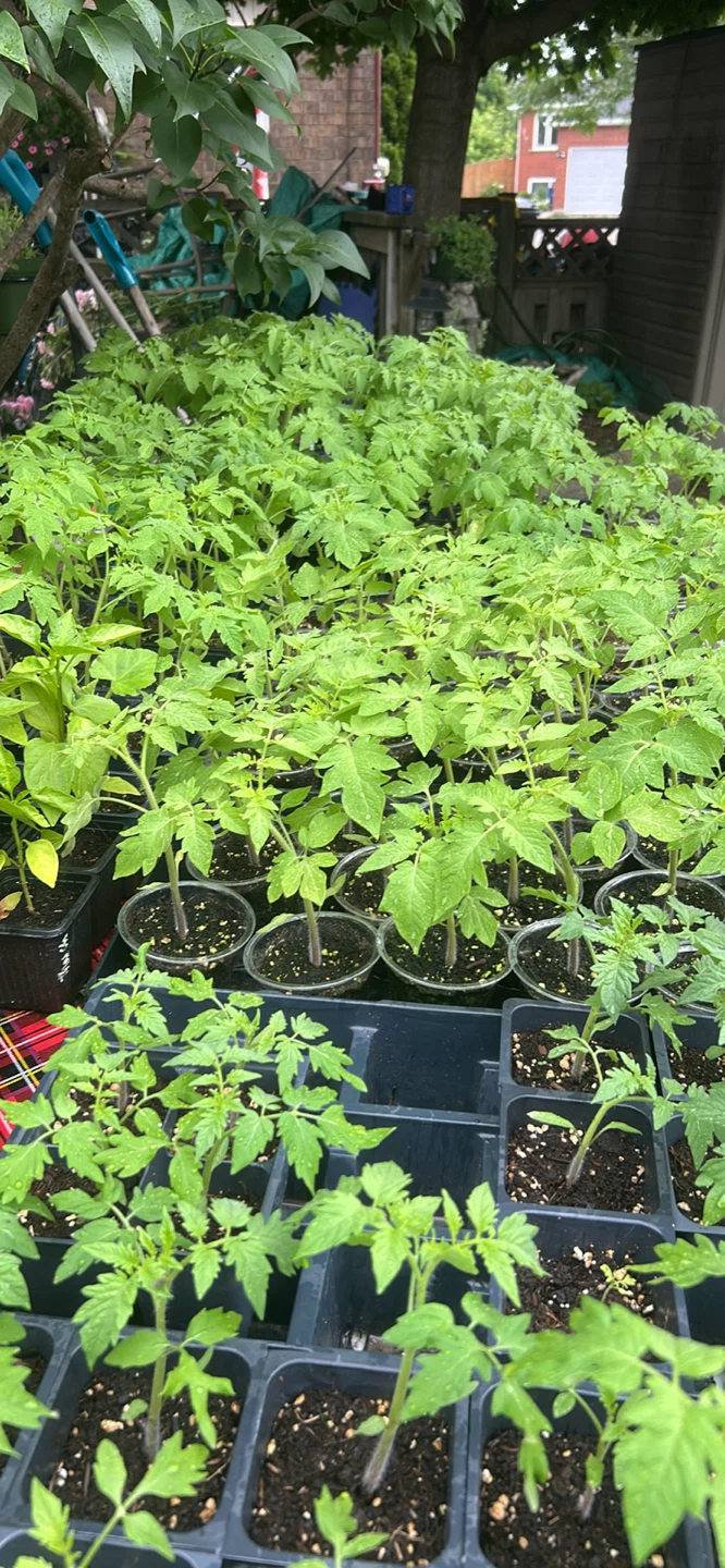 Tomato Seedlings x5 varieties!