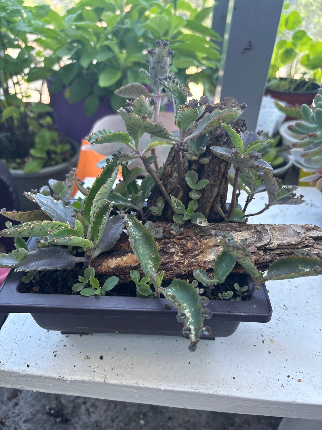 Mother of Thousands Plant in Pot