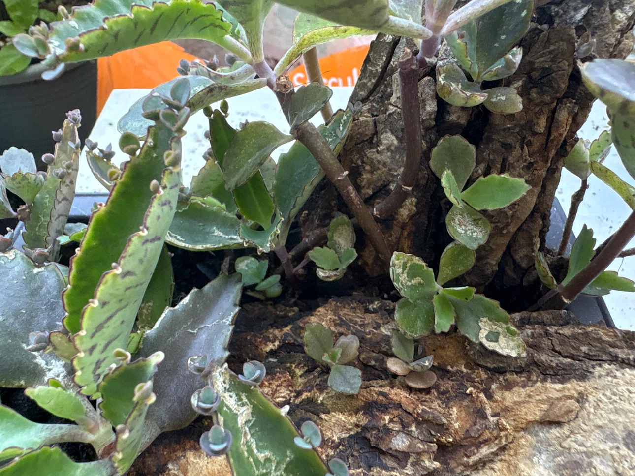 Mother of Thousands Plant in Pot - photo 2