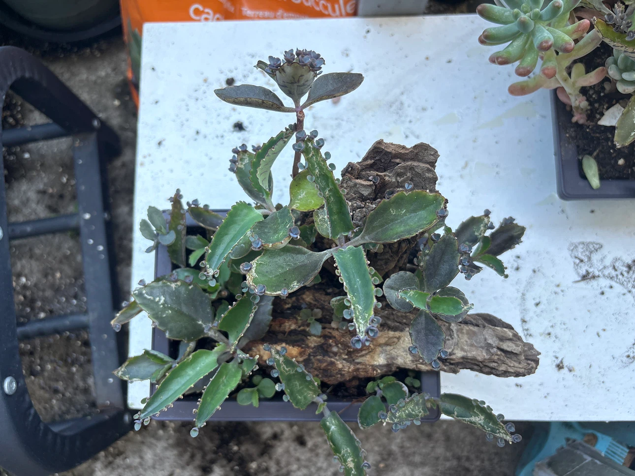 Mother of Thousands Plant in Pot - photo 3