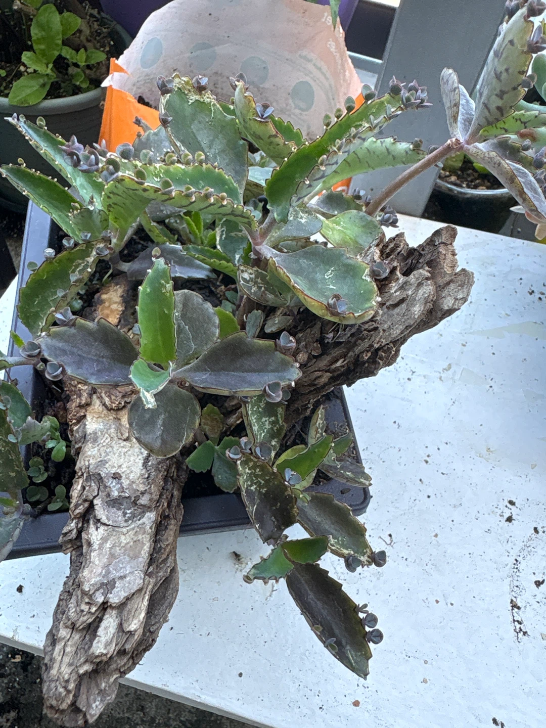 Mother of Thousands Plant in Pot - photo 4