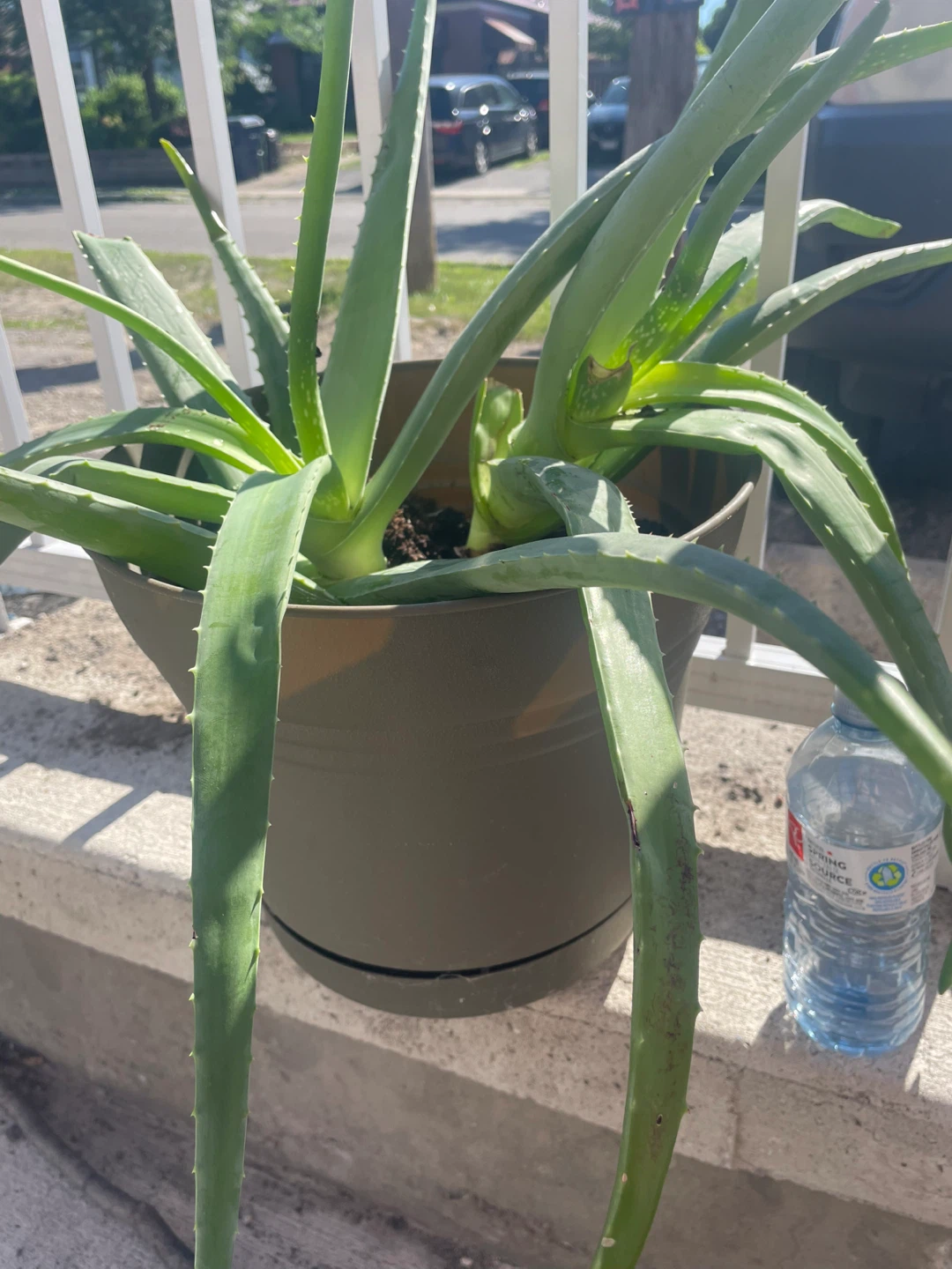 Large Aloe Vera Plant in Pot