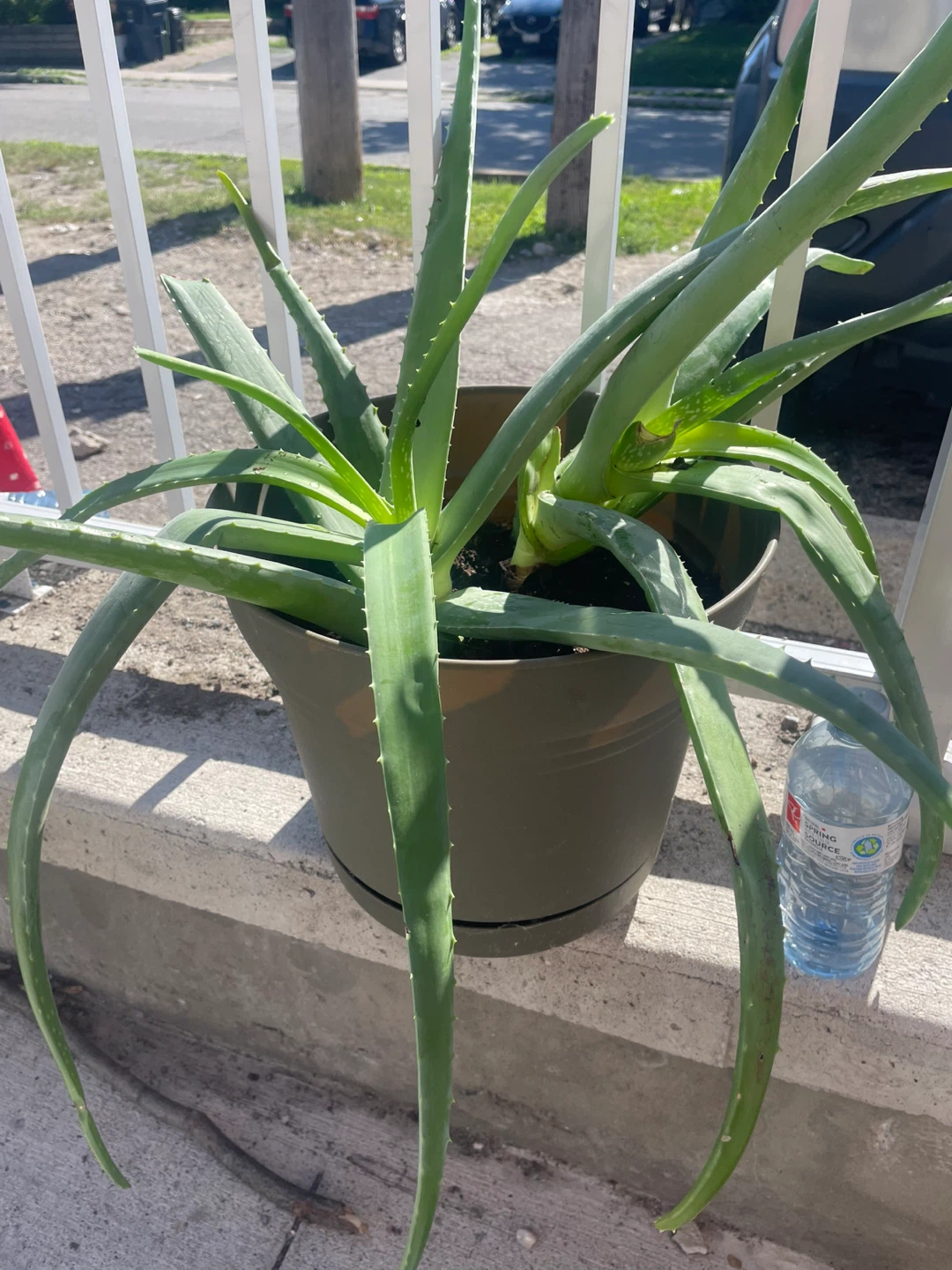 Large Aloe Vera Plant in Pot - photo 2