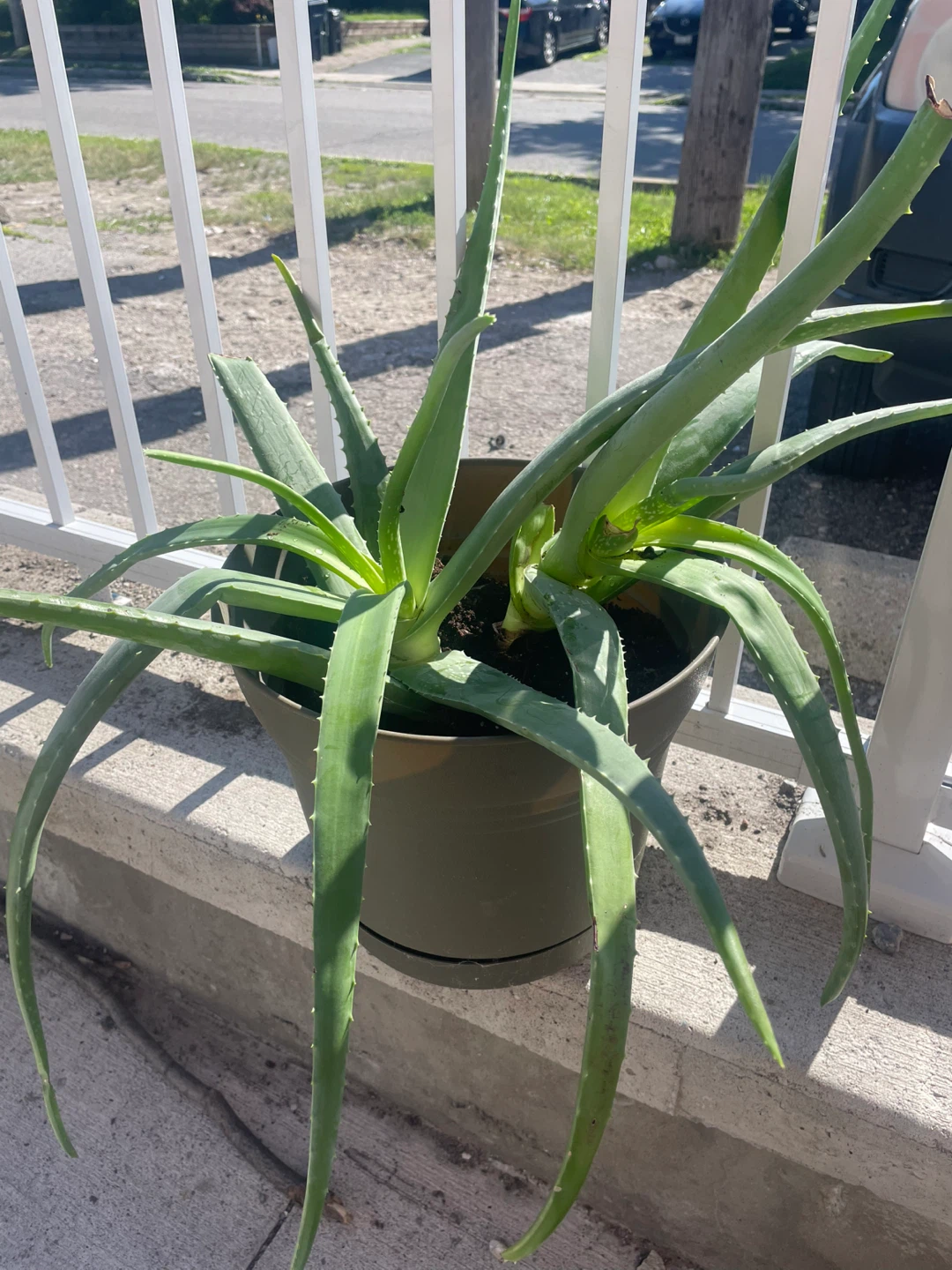 Large Aloe Vera Plant in Pot - photo 3