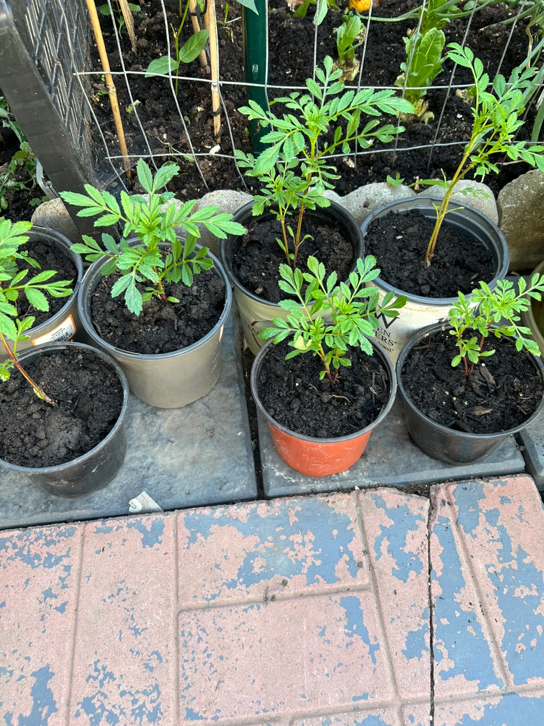Marigolds Plants