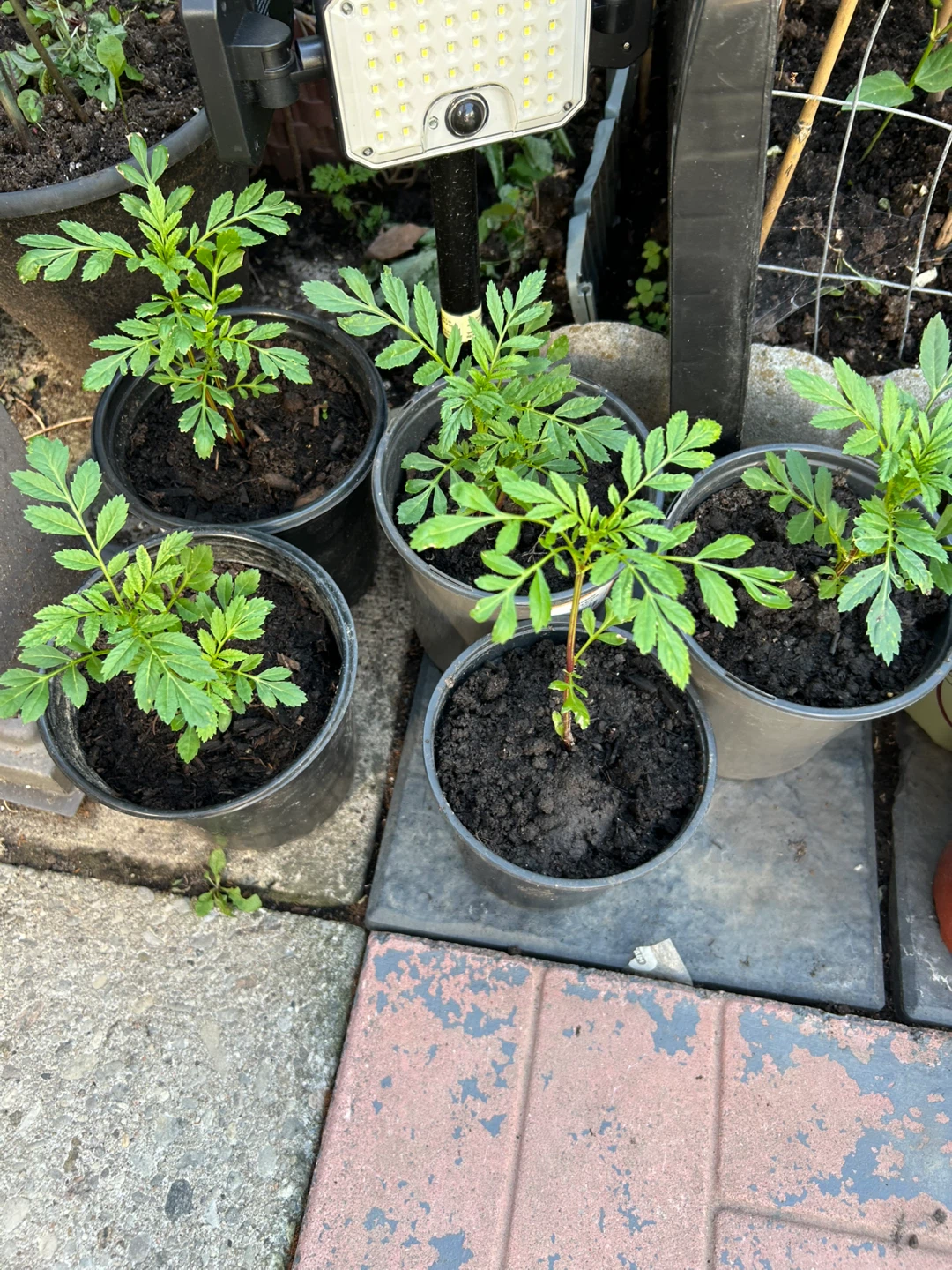 Marigolds Plants - photo 2