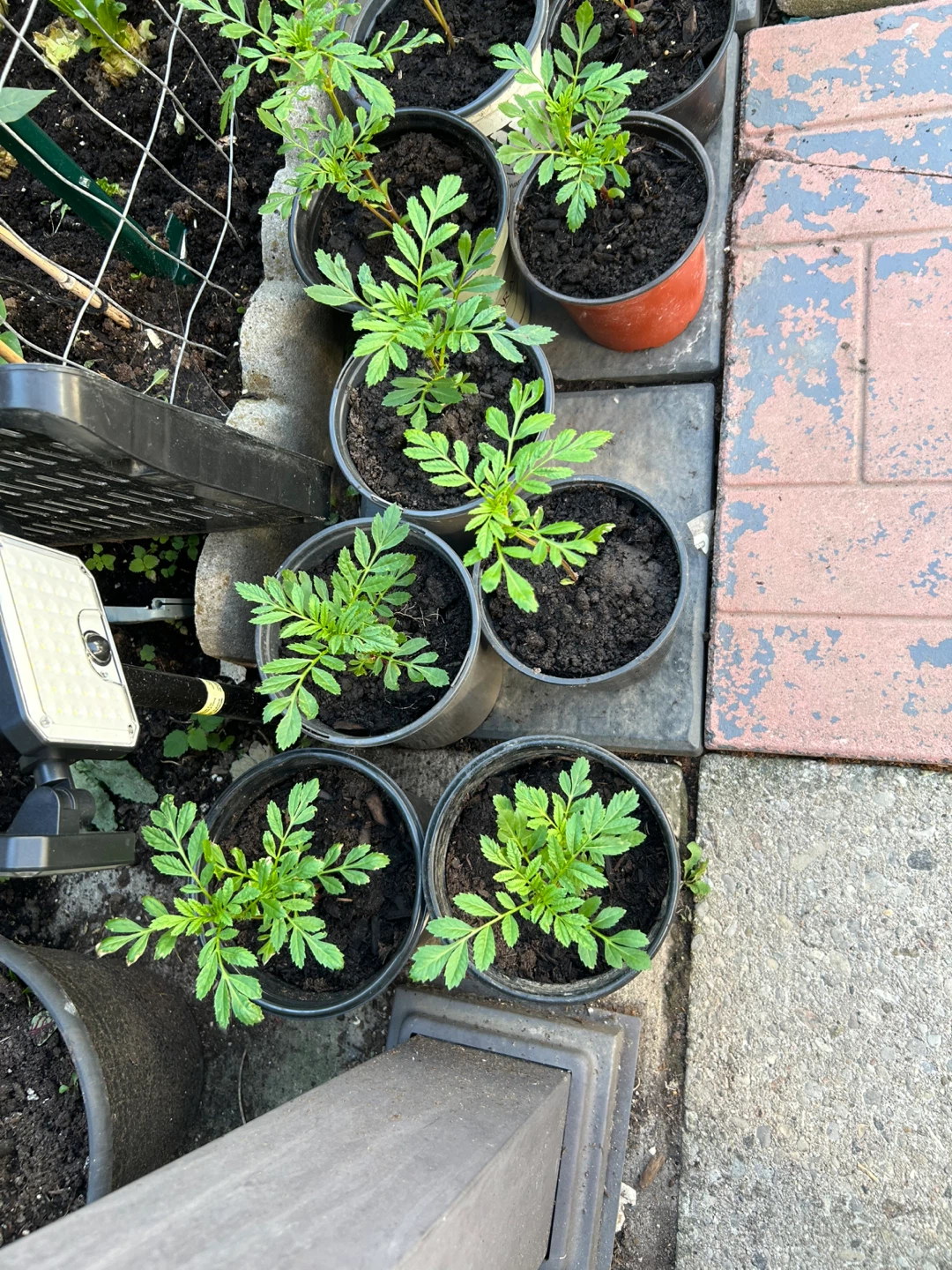 Marigolds Plants - photo 3