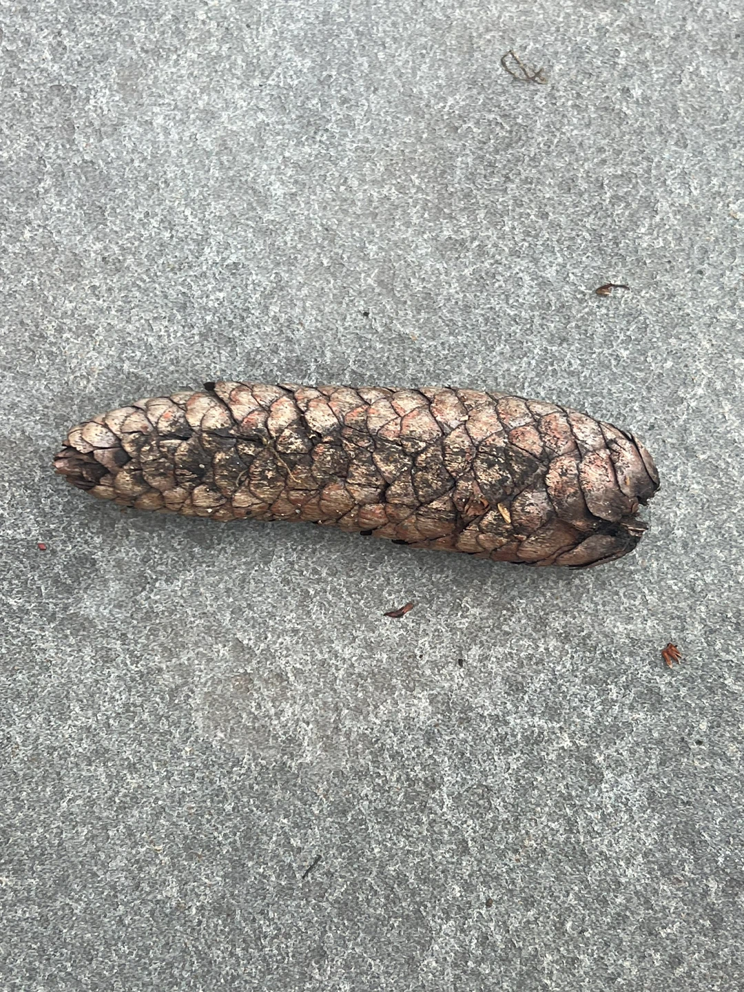 Pinecone