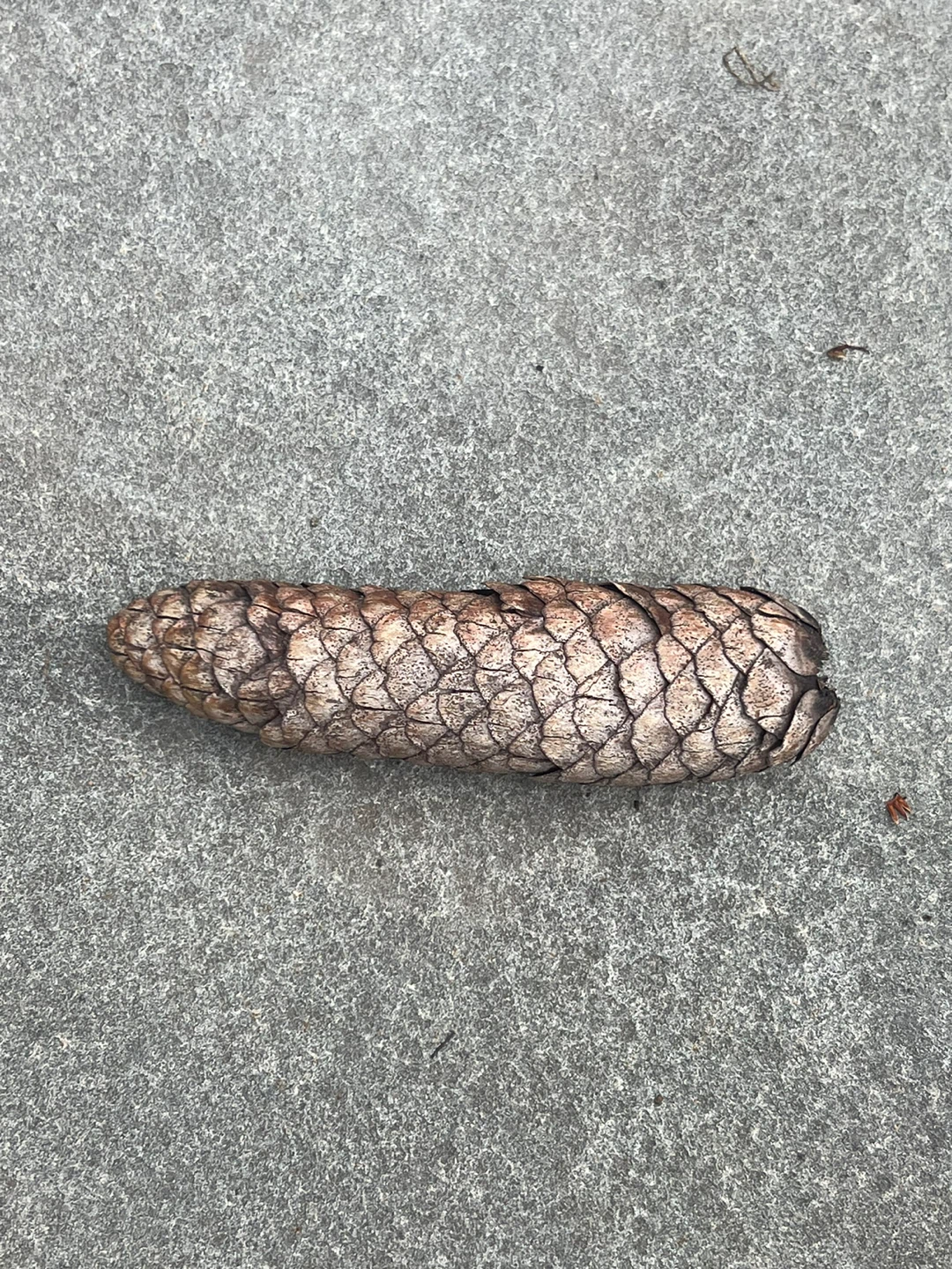 Pinecone - photo 2