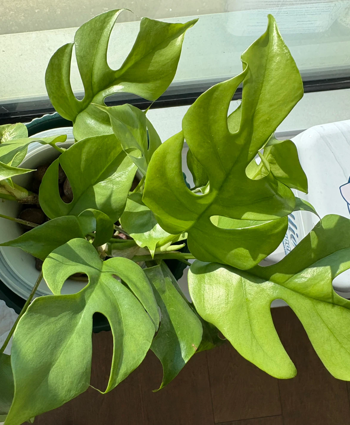 Monstera Ginny Rooted Cuttings
