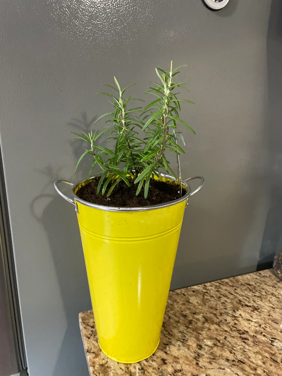 Rosemary Plant in Yellow Pot
