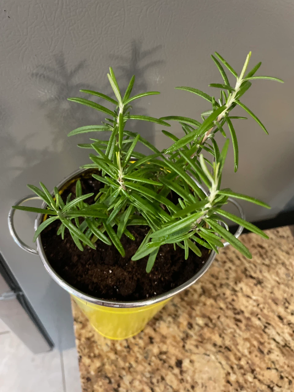 Rosemary Plant in Yellow Pot - photo 2