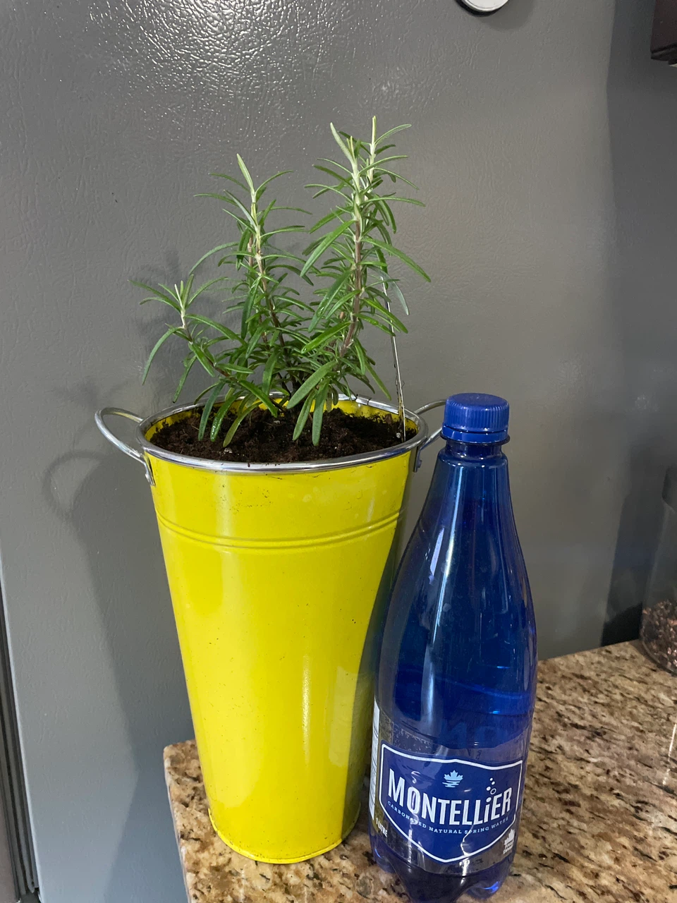 Rosemary Plant in Yellow Pot - photo 3