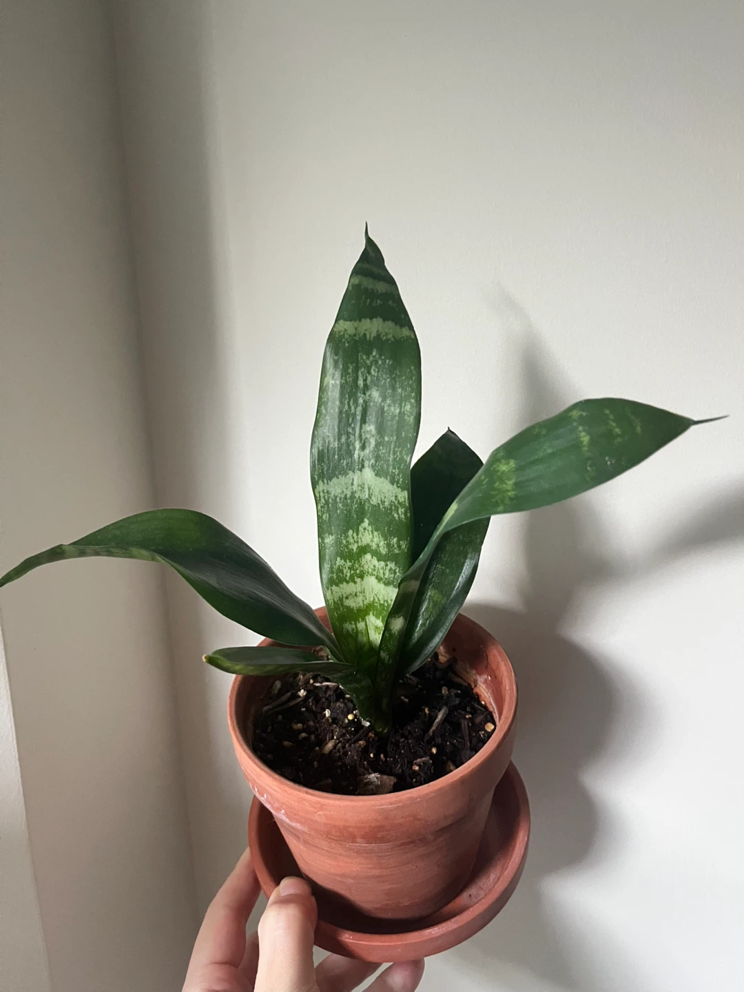 Snake Plant with pot