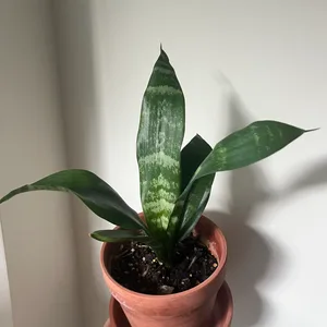 Snake Plant with pot