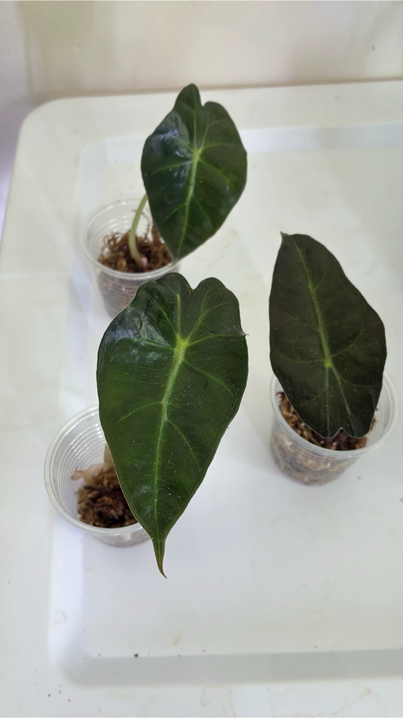 3 Alocasia Polly Plantlings (2)