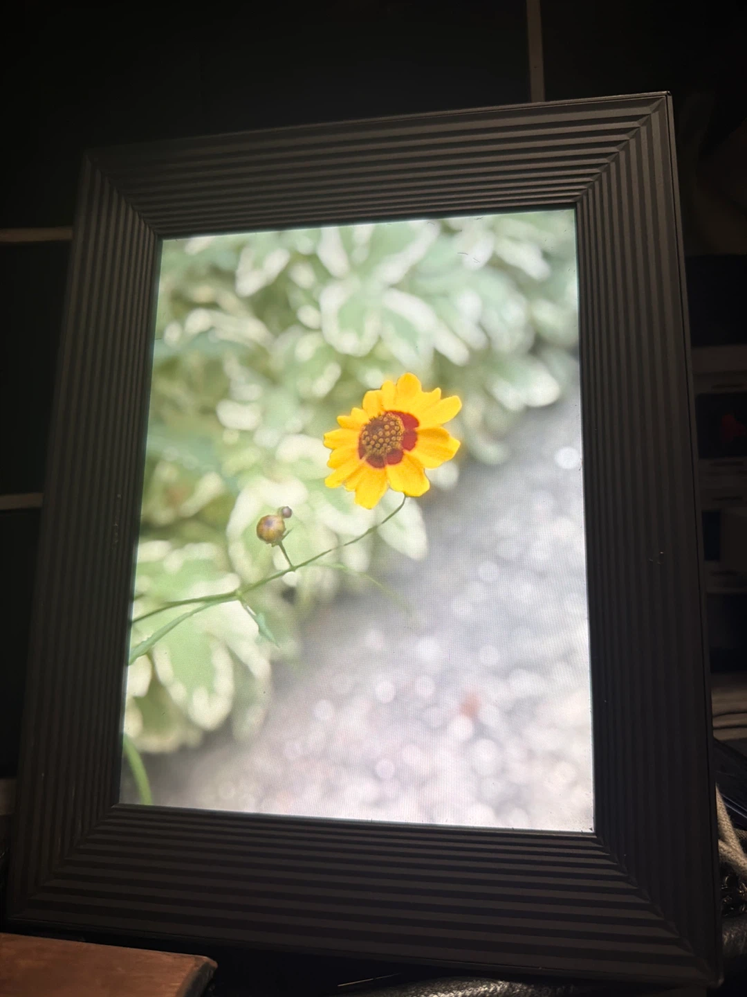 Aura Digital Photo Frame