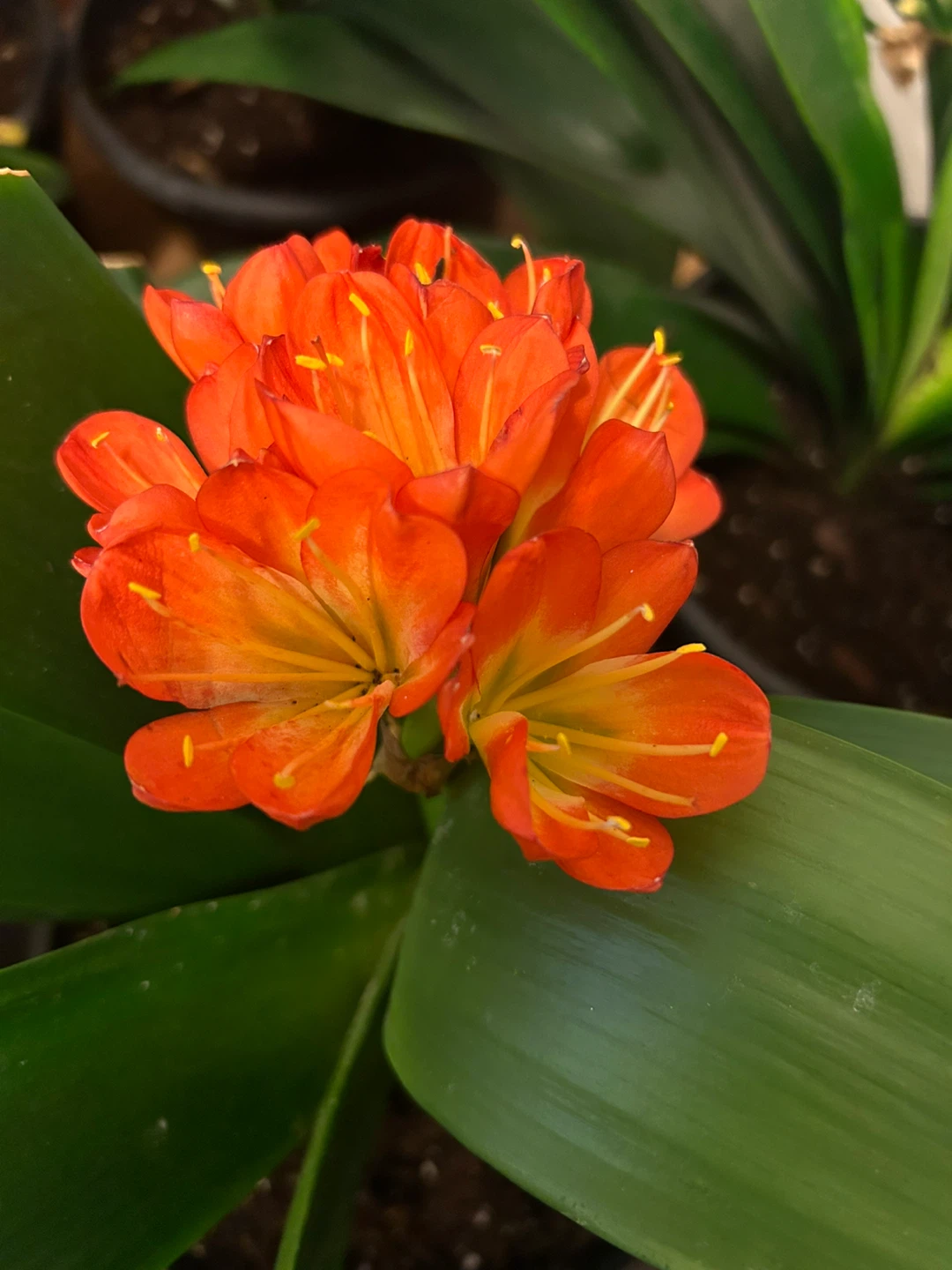 Large and Mature Clivia Plants with Orange Blooms