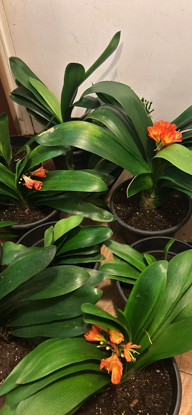Large and Mature Clivia Plants with Orange Blooms - photo 2